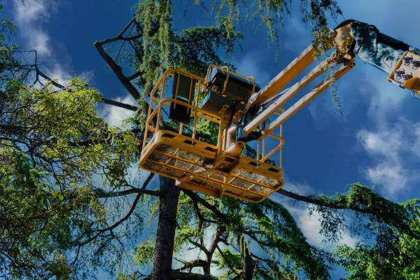 Tree and Shrub Care in Gothenburg, NE